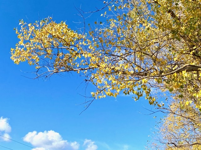 A dazzling tree branch with a brightly blue-lit sky traveling through Georgia