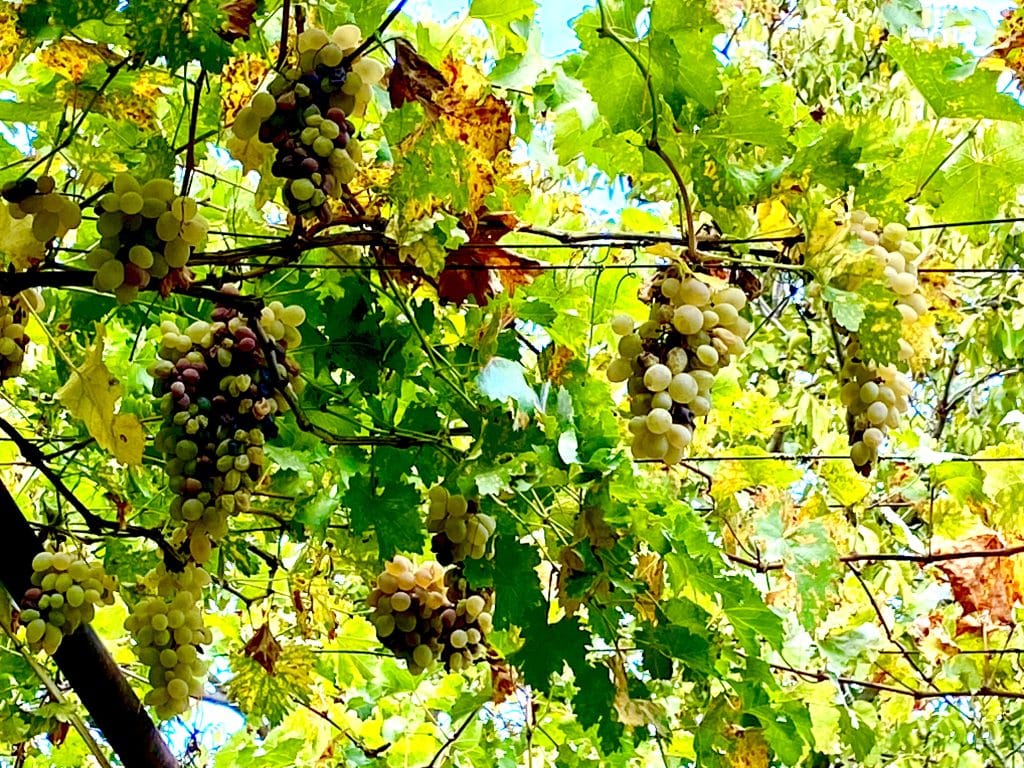 Green grapes hanging heavy on Georgian wine vines