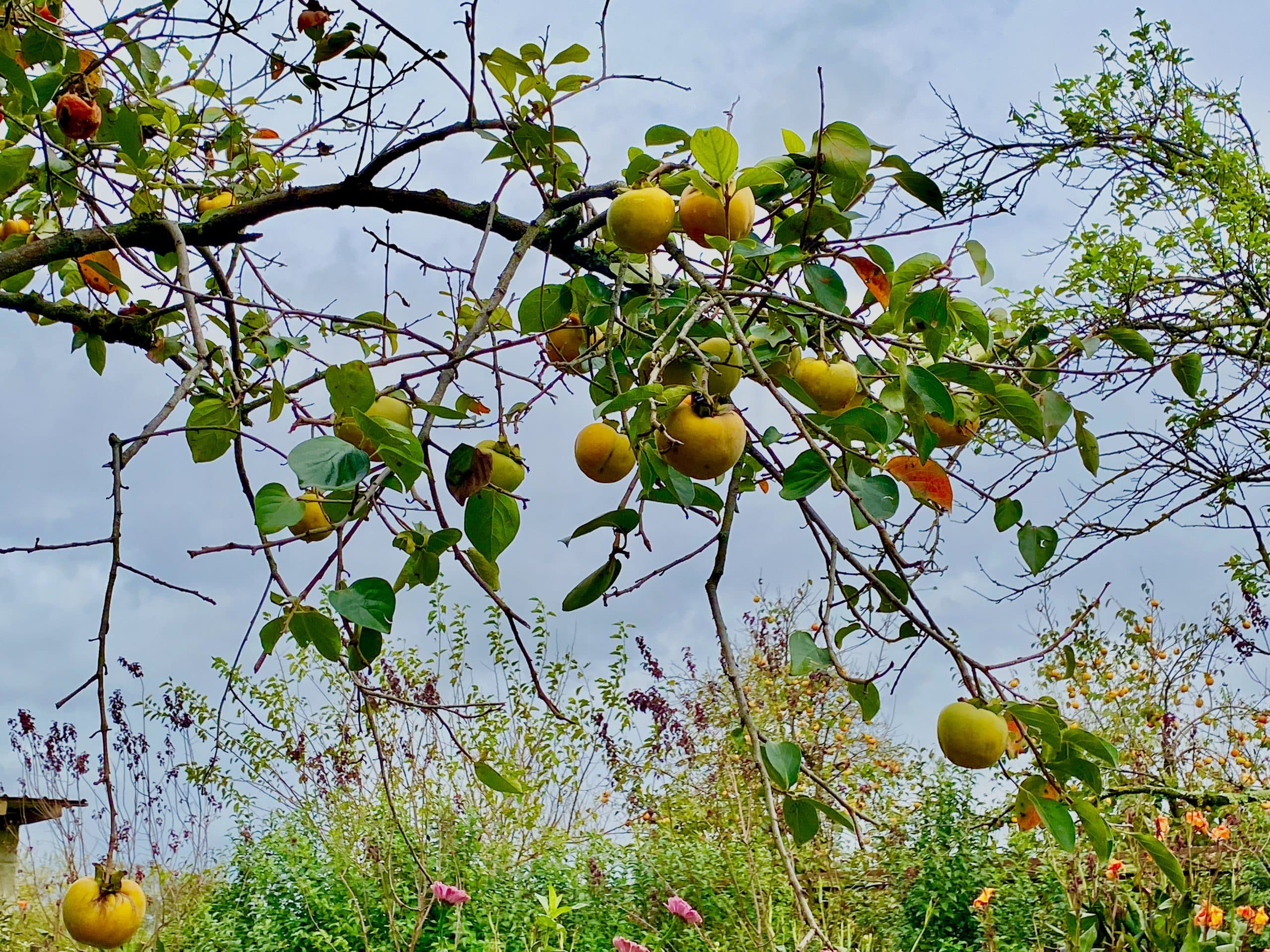 Ripe fruit hanging heavy on a tree on a cloudy fall day