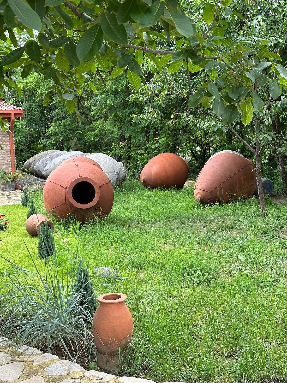 Several qvevri in a Georgian vineyard